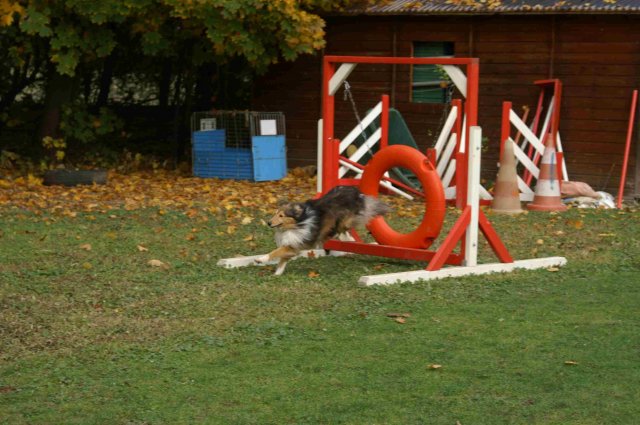 agility 2011-10-30